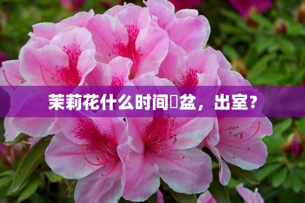 茉莉花什么时间換盆，出室？