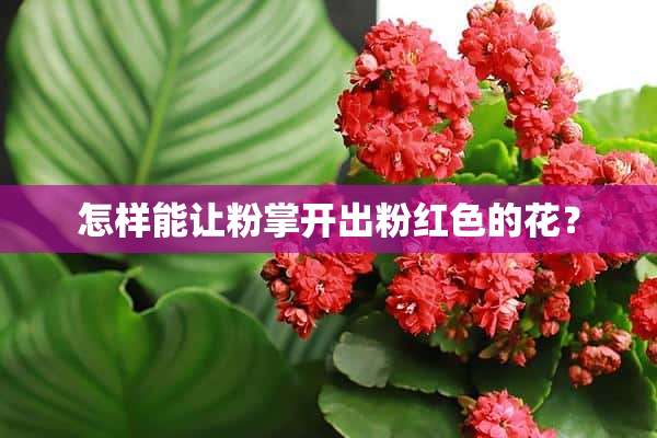 怎样能让粉掌开出粉红色的花？