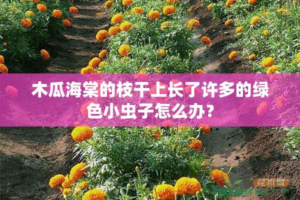 木瓜海棠的枝干上长了许多的绿色小虫子怎么办？