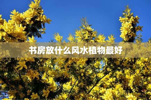 书房放什么风水植物最好