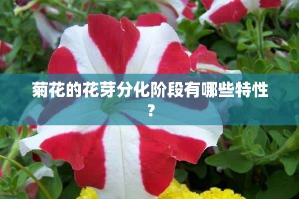 菊花的花芽分化阶段有哪些特性？