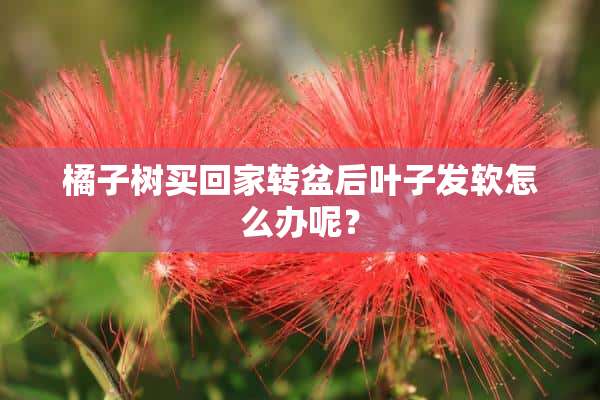 橘子树买回家转盆后叶子发软怎么办呢？