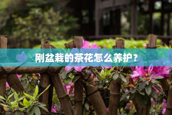 刚盆栽的茶花怎么养护？