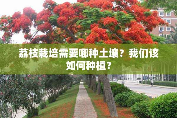 荔枝栽培需要哪种土壤？我们该如何种植？