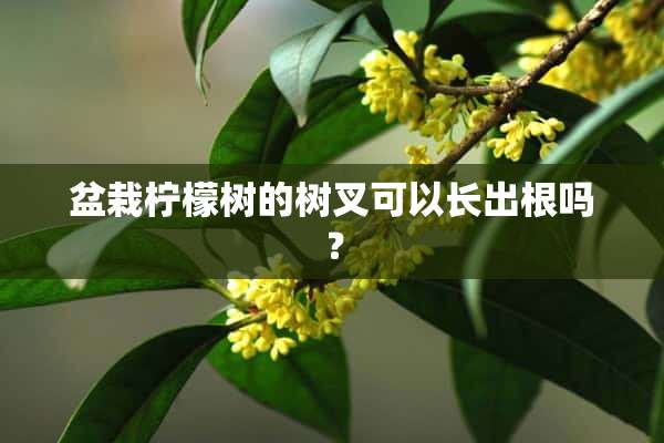 盆栽柠檬树的树叉可以长出根吗？