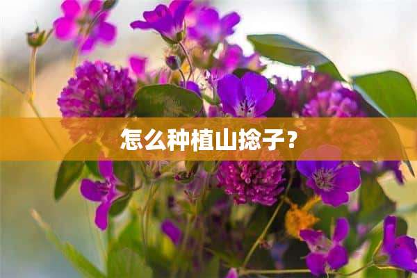 怎么种植山捻子？