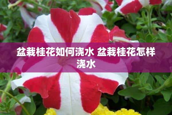 盆栽桂花如何浇水 盆栽桂花怎样浇水