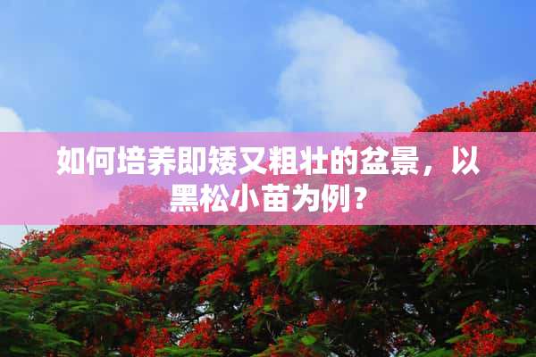 如何培养即矮又粗壮的盆景，以黑松小苗为例？