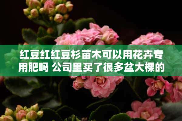 红豆红红豆杉苗木可以用花卉专用肥吗 公司里买了很多盆大棵的红豆杉，可是我们不知道怎么养！施什么肥？多少天浇一次水