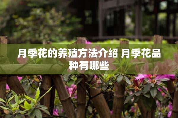 月季花的养殖方法介绍 月季花品种有哪些