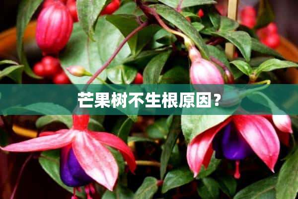 芒果树不生根原因？