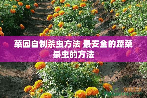 菜园自制杀虫方法 最安全的蔬菜杀虫的方法