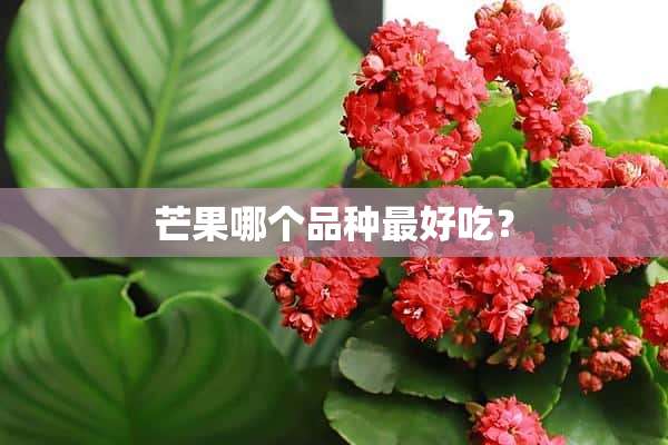 芒果哪个品种最好吃？