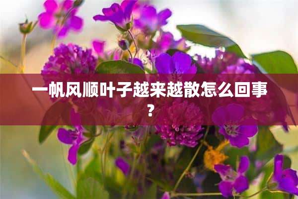 一帆风顺叶子越来越散怎么回事？