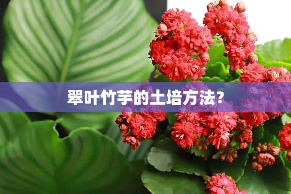 翠叶竹芋的土培方法？