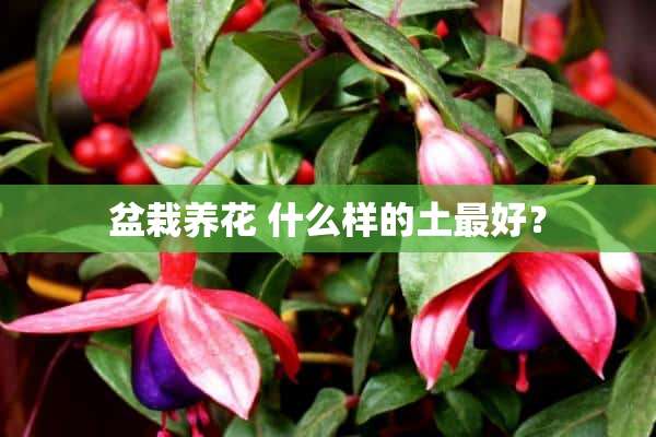 盆栽养花 什么样的土最好？