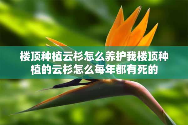 楼顶种植云杉怎么养护我楼顶种植的云杉怎么每年都有死的