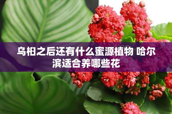 乌桕之后还有什么蜜源植物 哈尔滨适合养哪些花