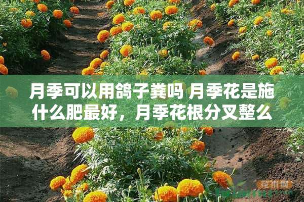 月季可以用鸽子粪吗 月季花是施什么肥最好，月季花根分叉整么办