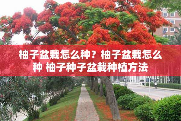 柚子盆栽怎么种？柚子盆栽怎么种 柚子种子盆栽种植方法