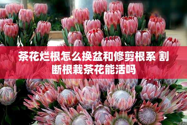 茶花烂根怎么换盆和修剪根系 割断根栽茶花能活吗