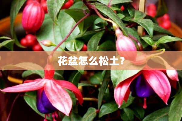 花盆怎么松土？