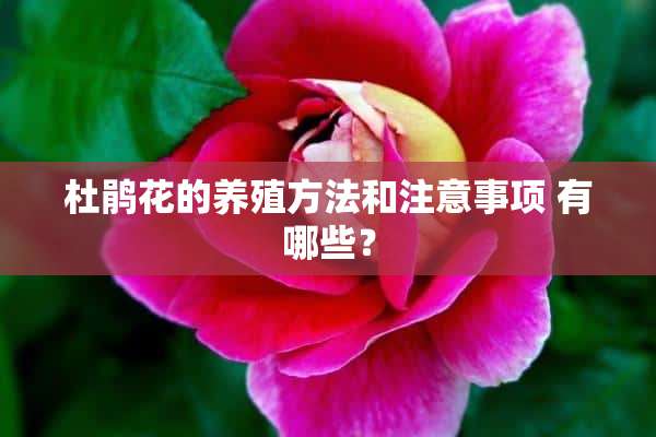 杜鹃花的养殖方法和注意事项 有哪些？