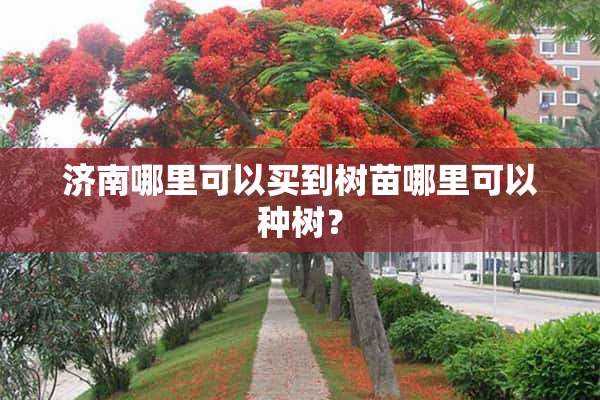 济南哪里可以买到树苗哪里可以种树？