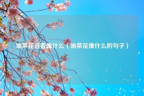 油菜花近看像什么（油菜花像什么的句子）