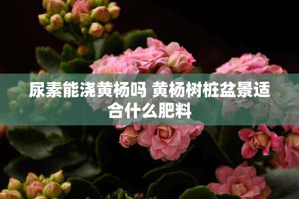 尿素能浇黄杨吗 黄杨树桩盆景适合什么肥料