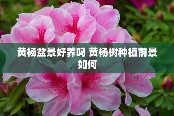 黄杨盆景好养吗 黄杨树种植前景如何