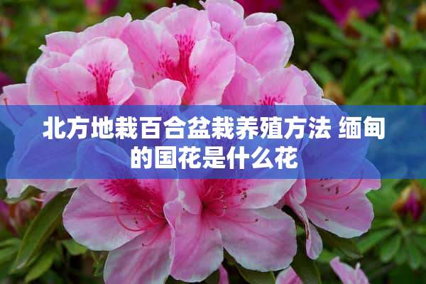 北方地栽百合盆栽养殖方法 缅甸的国花是什么花