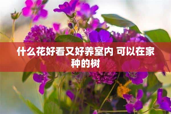 什么花好看又好养室内 可以在家种的树