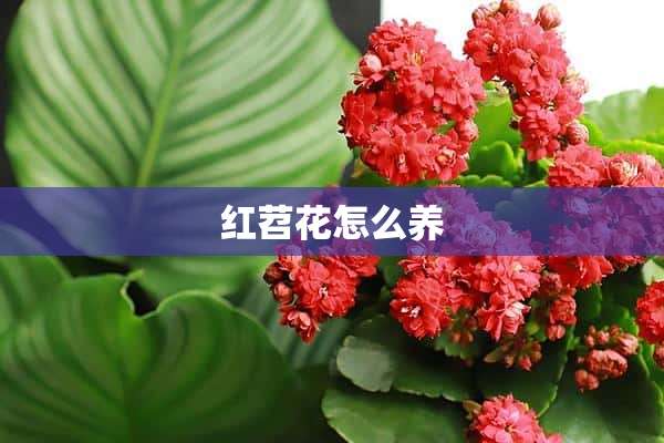 红苕花怎么养