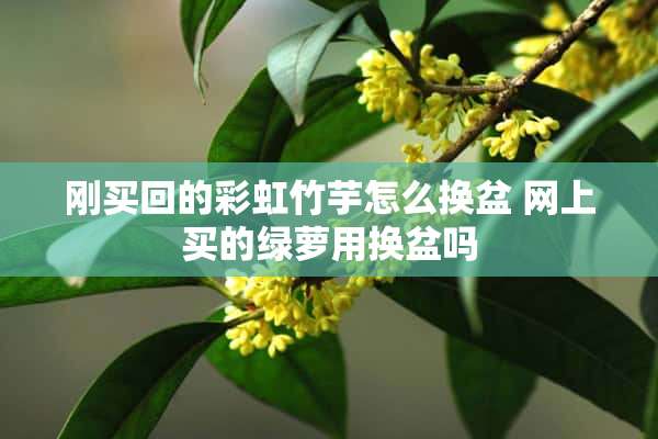 刚买回的彩虹竹芋怎么换盆 网上买的绿萝用换盆吗