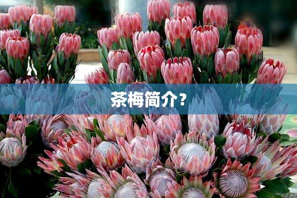 茶梅简介？