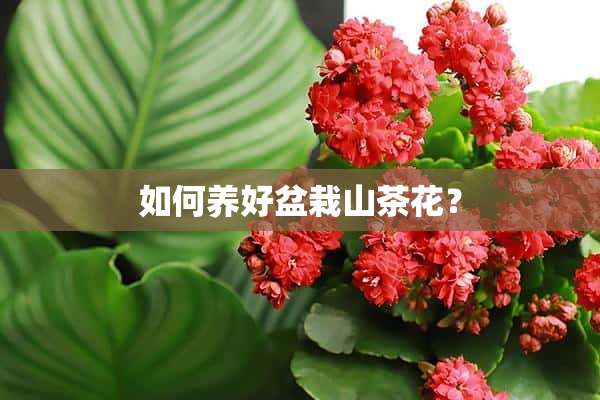 如何养好盆栽山茶花？