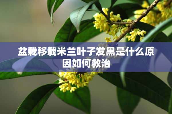 盆栽移栽米兰叶子发黑是什么原因如何救治