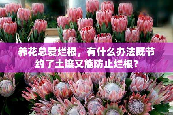 养花总爱烂根，有什么办法既节约了土壤又能防止烂根？