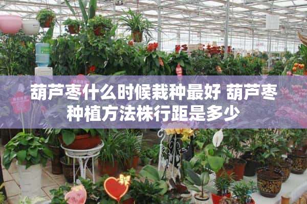 葫芦枣什么时候栽种最好 葫芦枣种植方法株行距是多少