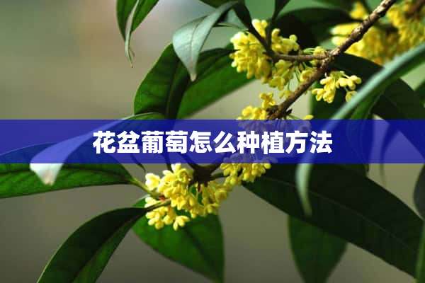 花盆葡萄怎么种植方法