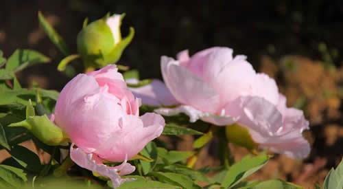 盆栽牡丹花怎么培土？牡丹花种植方法