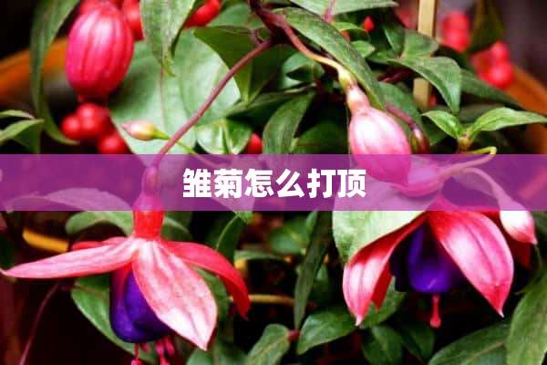 雏菊怎么打顶