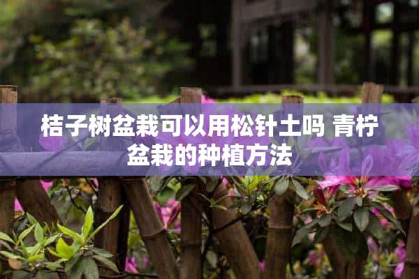 桔子树盆栽可以用松针土吗 青柠盆栽的种植方法