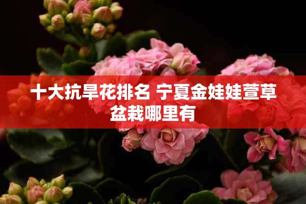 十大抗旱花排名 宁夏金娃娃萱草盆栽哪里有