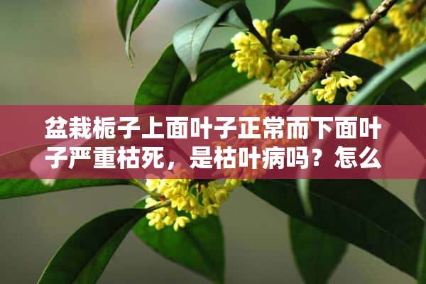 盆栽栀子上面叶子正常而下面叶子严重枯死，是枯叶病吗？怎么治愈呢？