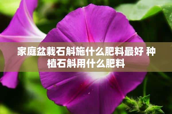 家庭盆栽石斛施什么肥料最好 种植石斛用什么肥料