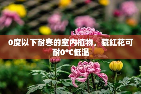 0度以下耐寒的室内植物，藏红花可耐0℃低温