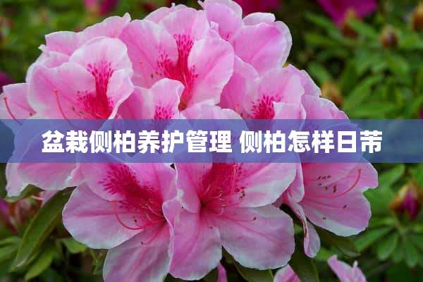 盆栽侧柏养护管理 侧柏怎样日芾