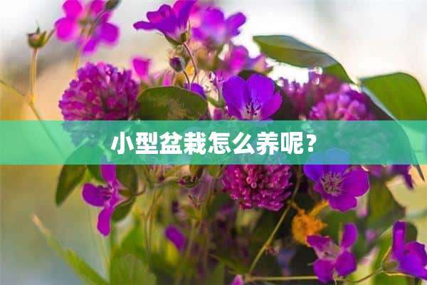 小型盆栽怎么养呢？